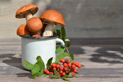 aspen mushrooms leccinum aurantiacum in metal mug on the table. Orange cap boletus composition