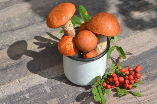 orange and red cap boletus mushrooms in white mug close up
