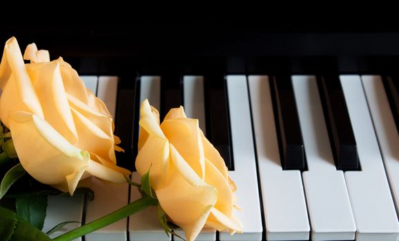 Three beautiful nude rose on the piano. Celebration, congratulations, music, theater. international women's day, mother's day, romance, love, flowers.