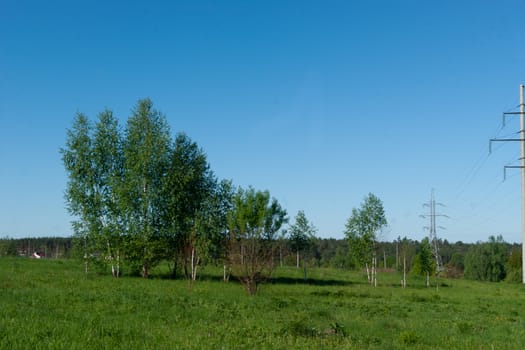 Young birch trees in a meadow under a blue sky. Forest and power line