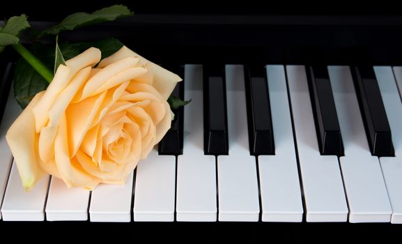 A beautiful nude rose on the piano. Celebration, congratulations, music, theater. international women's day, mother's day, romance, love, flowers.
