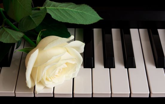 A beautiful white rose on the piano. Celebration, congratulations, music, theater. international women's day, mother's day, romance, love, flowers.