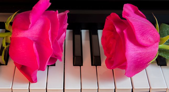 Two pink roses on black and white piano keys. Flowers on a musical instrument. Greeting card. International women's day, mother's day, romance, love, flowers