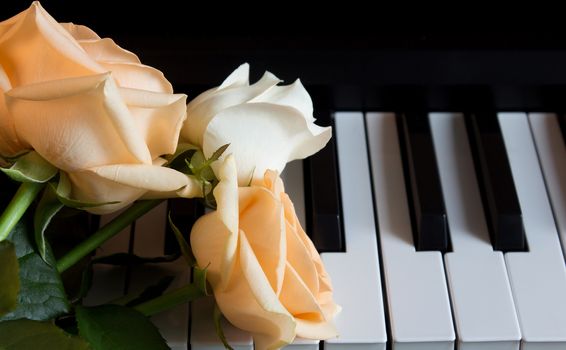 Nude and white beautiful roses on the piano. Flowers on a musical instrument. Greeting card. International women's day, mother's day, romance, love, flowers