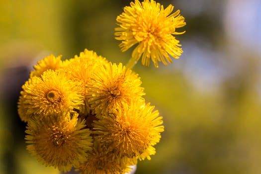 Bouquet of yellow dandelions. Field flowers. Spring, summer, flowering. Bee, sun.