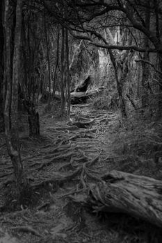 moody view along a creepy woodland path