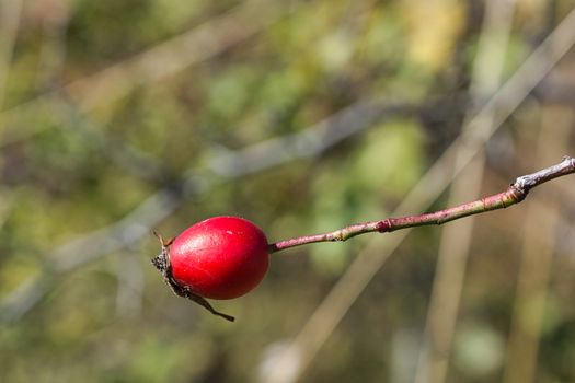 Autumn photo of a rose hip berry on a blurred background
