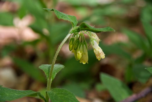 Beautiful yellow spring flower on a green leaves background