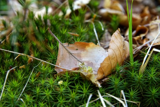 Dried tree leaf fallen on a green bed of grass, close-up photo