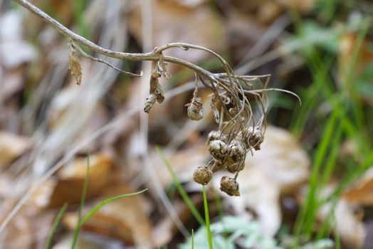 Dried flower on brown leaves background and fresh spring grass