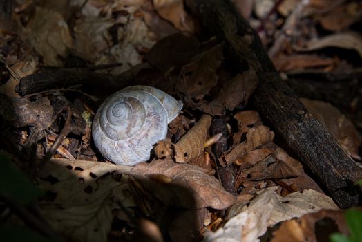 Land snail surrounded with autumn leaves, relaxing photo with brown background