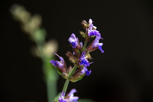 Close-up photo of sage flower on a black background, salvia herb flower