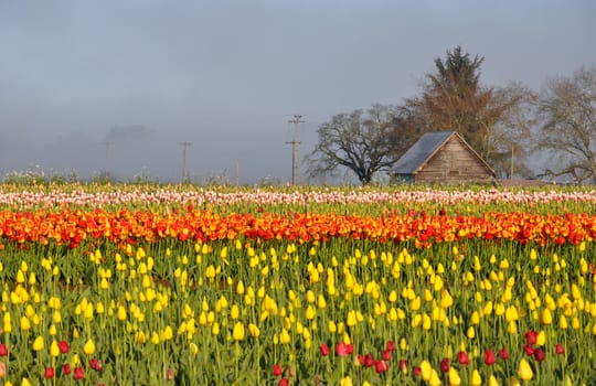 Tulips morning landscape with mist and old shed