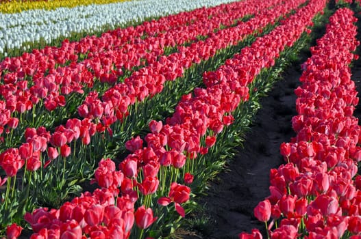 Rows of beautiful pink spring tulips