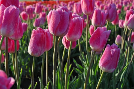 Beautiful pink spring tulips with morning dew