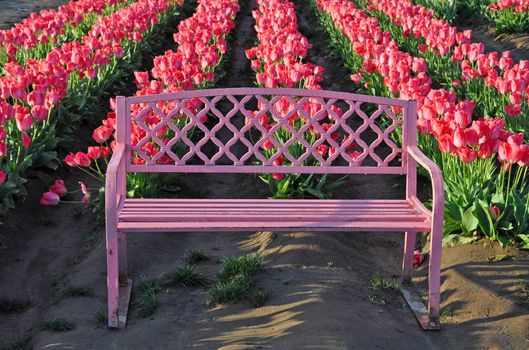 Pretty pink bench in front of rows of tulips