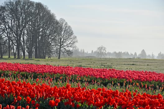 Fields of beautiful red tulips on misty morning in spring. Trees, pasture and horse in background.