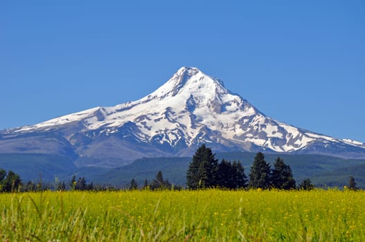 Beautiful Mount Hood and blue sky with meadow in foreground. 