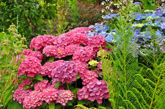 Beautiful blue and pink hydrangea flowers garden with ferns 