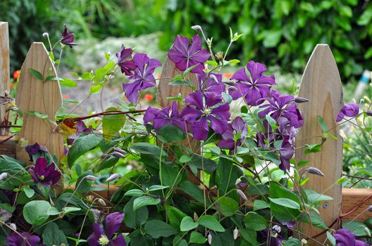 Wooden picket fence with purple clematis flowers