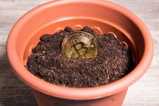 Bitcoin is planted in the ground for its growth. Bitcoin in a flower pot.