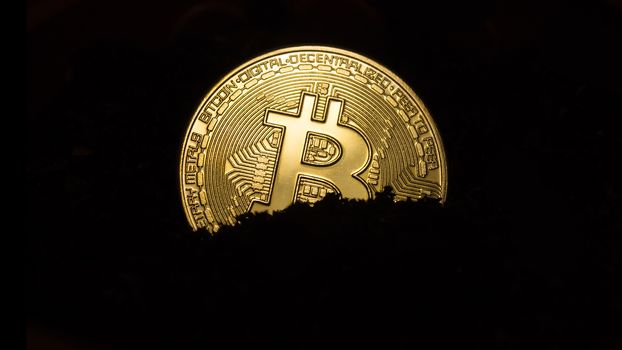 Bitcoin is planted in the ground for its growth. Bitcoin on a black background