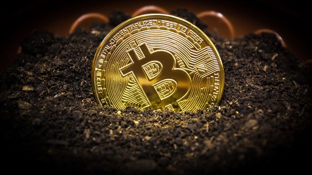 Bitcoin is planted in the ground for its growth. Bitcoin in a flower pot