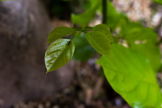 millettia pinnata tree can be used for fuel tree hosts lac insects and is valued as an ornamental plant