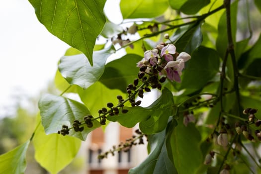 Millettia pinnata is a fast-growing, multipurpose tree of the humid tropic. It is one of the few N-fixing trees that produce oilseeds