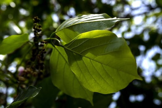 Millettia pinnata is a fast growing species occurring in the humid tropics from sea level