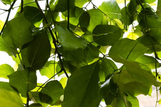 millettia pinnata tree brunches & leaves covering sky