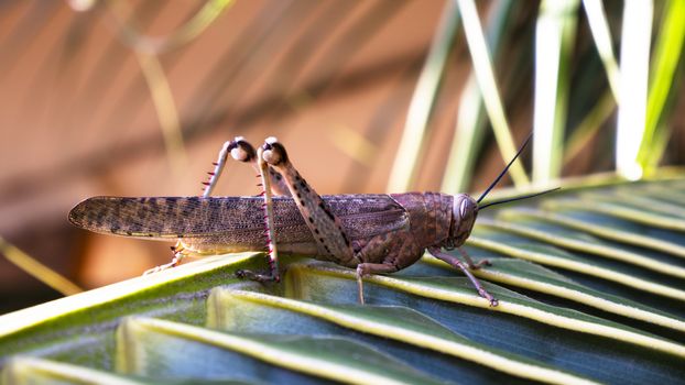 grasshopper has six legs, a head, It also has an exoskeleton which is a hard outer surface that protects its softer insides. two pairs of wings. The back wings are large sitting on palm leaves