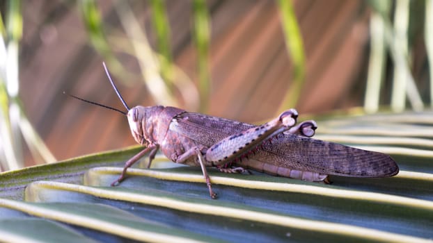 grasshopper has six legs, a head, It also has an exoskeleton which is a hard outer surface that protects its softer insides. two pairs of wings. The back wings are large sitting on palm leaves