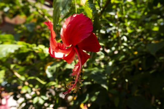 close up view of red hibiscus flower plant garden background green leaves blurred