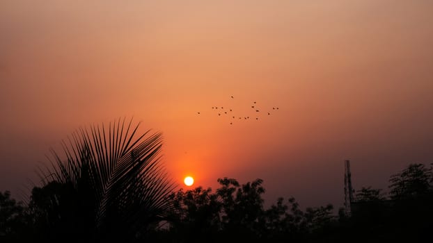 a sunrise in city & nature trees & birds silhouette beautiful colors yellow orange