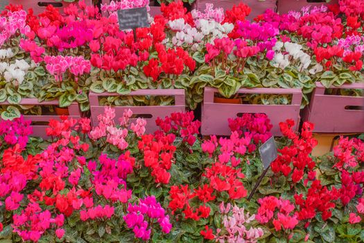 The  cyclamen is a particular flower  with bright colors that resists cold temperatures down to minus three degrees.