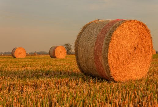 expanse of hay cylindrical bales in a farmland