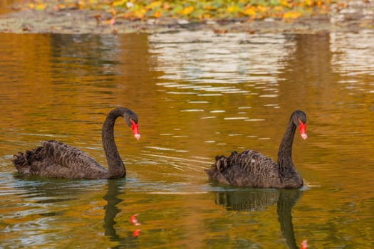 It is a water selvatic bird with black plumage and a red beak with a white tip