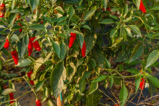 it is a herbaceous plant with red,very spicy fruits that crumbled  they become red pepper or  a Cayenne pepper