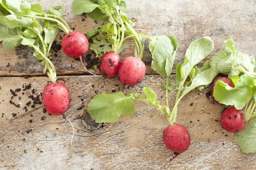 Fresh radishes with soil and green leaves lying scattered on an old rustic wooden table viewed from above