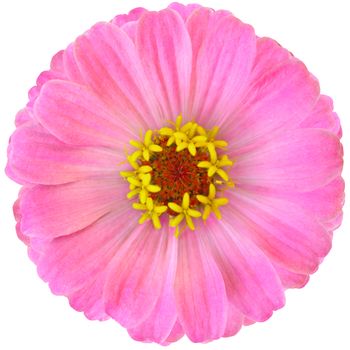 Pink zinnia flower isolated on a white background with vibrant colour close up. One single flower head.