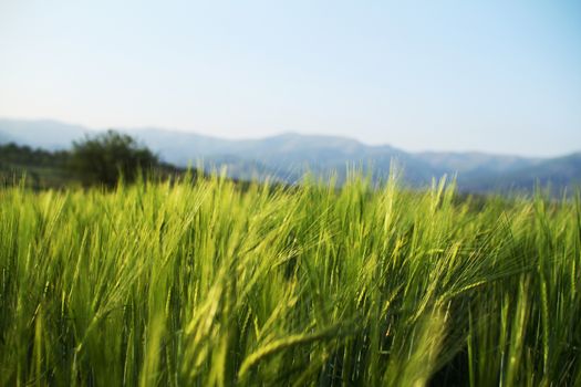 barley field in sunset time, landscape filed