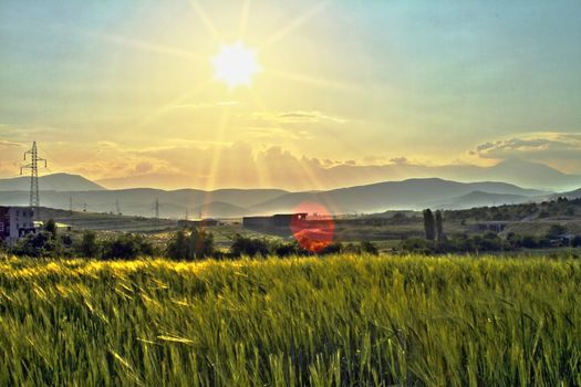 barley field in sunset time, landscape filed