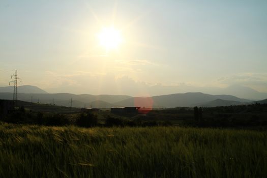 barley field in sunset time, landscape filed