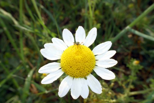 chamomile in the meadow, macro close up