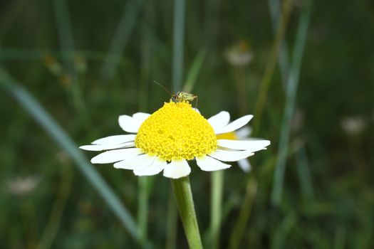 chamomile in the meadow, macro close up