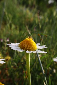 chamomile in the meadow, macro close up