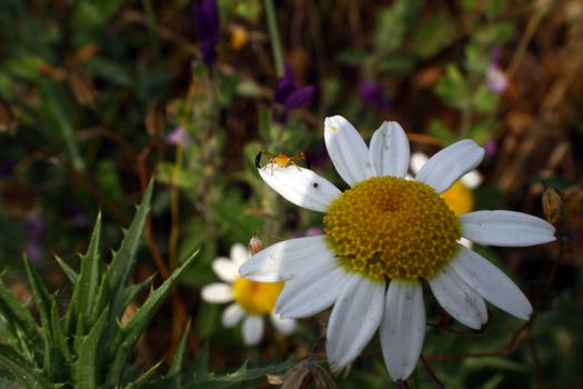 chamomile in the meadow, macro close up