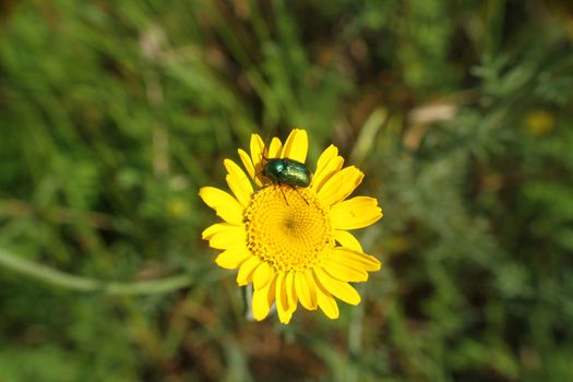 yellow flowers and a bug on it, close up