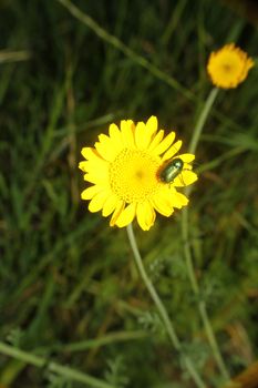 yellow flowers and a bug on it, close up